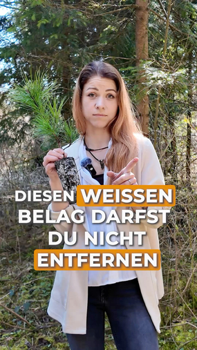 Wei&szlig;er Belag am Wurzelballen? ???? Keine Panik &ndash; das geh&ouml;rt genau so.

Was du da siehst, nennt sich Mykorrhiza. Klingt kompliziert, ist aber eigentlich ein richtig gutes Teamwork unter der Erde ???? Die feinen Pilzf&auml;den verbinden sich mit den Wurzeln vom Zirbelino-B&auml;umchen und unterst&uuml;tzen es dabei, Wasser und N&auml;hrstoffe besser aufzunehmen. Im Gegenzug bekommt der Pilz vom Baum seine Energie &ndash; ein echtes Geben & Nehmen.

???? Also den wei&szlig;en Belag bitte nicht entfernen ????