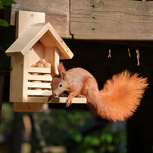 Zirbelino&reg; Eichh&ouml;rnchen Futterhaus, fix-fertig montiert aus 100% Zirbenholz |...