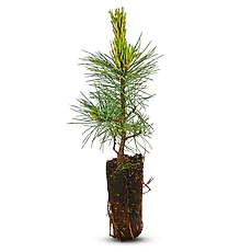 Zirbelino-B&auml;umchen 20-25cm (XL) - Zirbenbaum aus &Ouml;sterreich | jung, frisch, lebend - f&uuml;r den Garten oder Balkon im Topf
