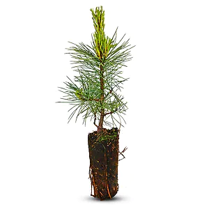 Zirbelino-B&auml;umchen 20-25cm (XL) - Zirbenbaum aus &Ouml;sterreich | jung, frisch, l...