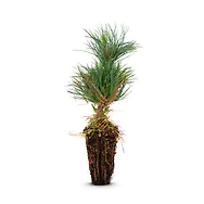 Zirbelino-B&auml;umchen 15-20cm (L) - Zirbenbaum aus &Ouml;sterreich | jung, frisch, le...