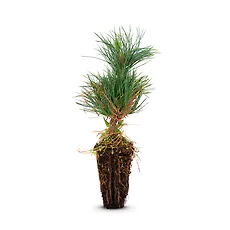Zirbelino-B&auml;umchen 15-20cm (L) - Zirbenbaum aus &Ouml;sterreich | jung, frisch, lebend - f&uuml;r den Garten oder Balkon im Topf