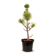 Zirbenbaum im Topf, ca. 50-70cm (ULTRA+) - Zirbenbaum aus &Ouml;sterreich | jung, ...