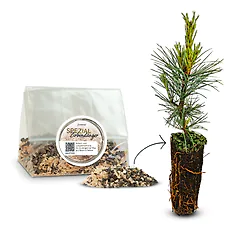 100g ZirbenD&uuml;nger Granulat f&uuml;r Zirbenb&auml;ume  - Pure Zirbenkraft f&uuml;r Wachstum, Nadeln & Wirkung | f&uuml;r 2x d&uuml;ngen (je 50g) pro Baum & Saison