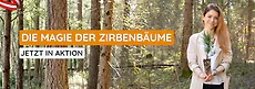 Zirbenb&auml;ume im Bio-Topf