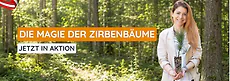 Zirbenb&auml;ume im Bio-Topf