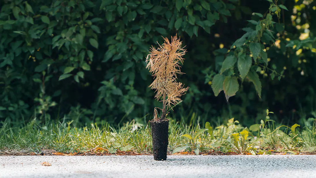 Zirbelino-Notfallb&auml;umchen - Rettet eine kleine Zirbe! - Zirbenbaum aus &Ouml;sterreich | f&uuml;r alle mit einem besonders gr&uuml;nen Daumen