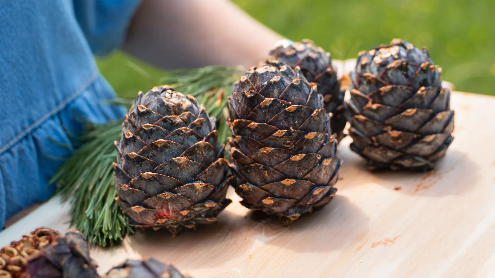 Frische Zirbenzapfen in einem geflochtenen Korb