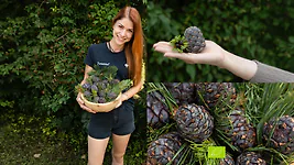 1kg Bio Zirbenzapfen Ernte 2027, frisch gepfl&uuml;ckt | ca. 14-18 Stk. per Kilo