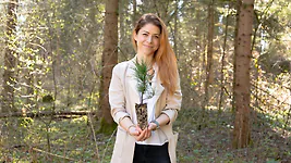 Zirbelino-B&auml;umchen 20-25cm (XL) - Zirbenbaum aus &Ouml;sterreich | jung, frisch, l...