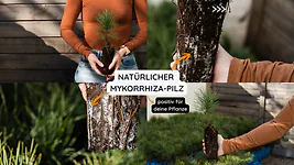 Zirbelino-B&auml;umchen 10-15cm (M) - Zirbenbaum aus &Ouml;sterreich | jung, frisch, le...
