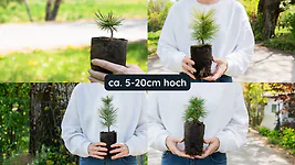 Zirbelino-B&auml;umchen im Bio-Topf, Zirbenbaum direkt aus TIROL | jung, frisch, l...