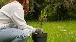Zirbelino-B&auml;umchen 15-20cm (L) - Zirbenbaum aus &Ouml;sterreich | jung, frisch, le...