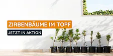 Zirbenbaum