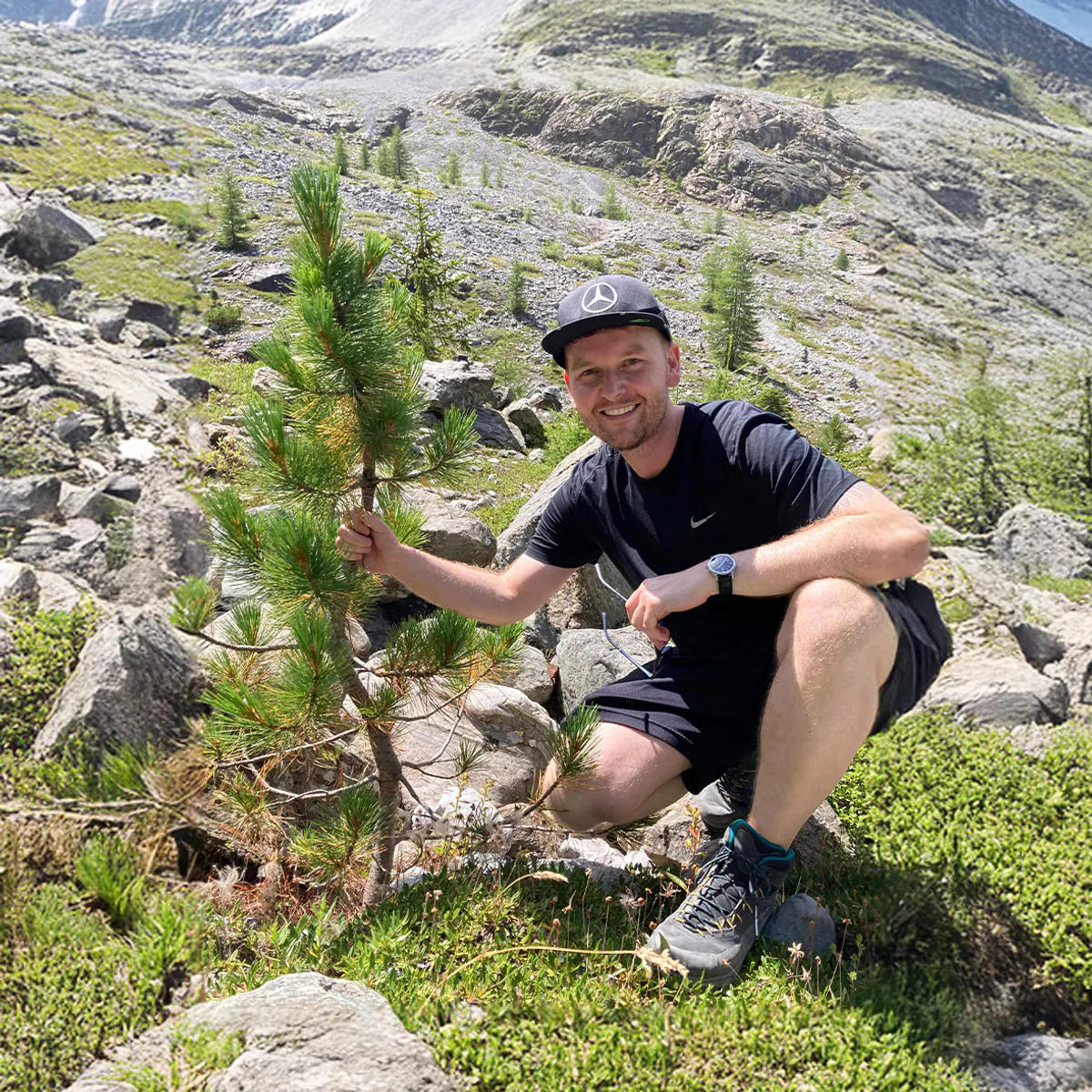 Zirbenwald in alpiner Landschaft