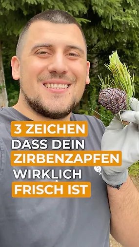 Du m&ouml;chtest Zirbenzapfen verarbeiten und fragst dich, woran man frische Zapfen erkennt? ???? 
Hier sind 3 typische Merkmale:
✅ Sie haben eine kr&auml;ftige violette F&auml;rbung.
✅ Sie sind durch ihren hohen Harzanteil sehr klebrig.
✅ Die Schuppen sind noch fest geschlossen.

So kannst du Qualit&auml;t auf den ersten Blick erkennen. ????

???????? Sichere dir jetzt deine frischen Zirbenzapfen zum Saisonstart im Juli