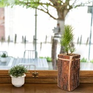 Blumentopf aus echter Zirben Baumrinde - f&uuml;r Pinus Cembra und Blumen