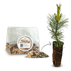 100g ZirbenD&uuml;nger Granulat f&uuml;r Zirbenb&auml;ume  - Pure Zirbenkraft f&uuml;r Wachstum, Nadeln & Wirkung | f&uuml;r 2x d&uuml;ngen (je 50g) pro Baum & Saison