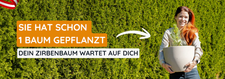 Zirbenb&auml;ume im Bio-Topf