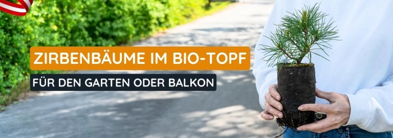 Zirbenb&auml;ume im Bio-Topf