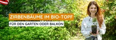 Zirbenb&auml;ume im Bio-Topf