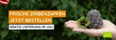 Frische Zirbenzapfen
