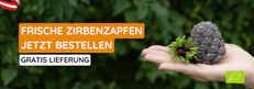 Frische Zirbenzapfen