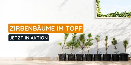 Zirbenbaum